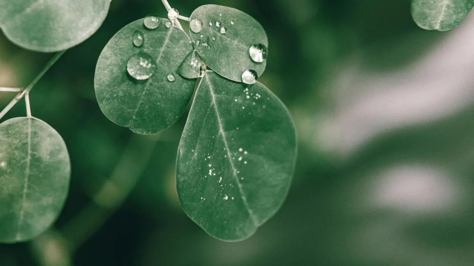Close-up of round green moringa leaves with water droplets on a thin stem